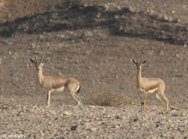 צבי נגב Dorcas Gazelle Gazella  dorcas                                   ק''מ 77,הערבה,דצמבר 2007.